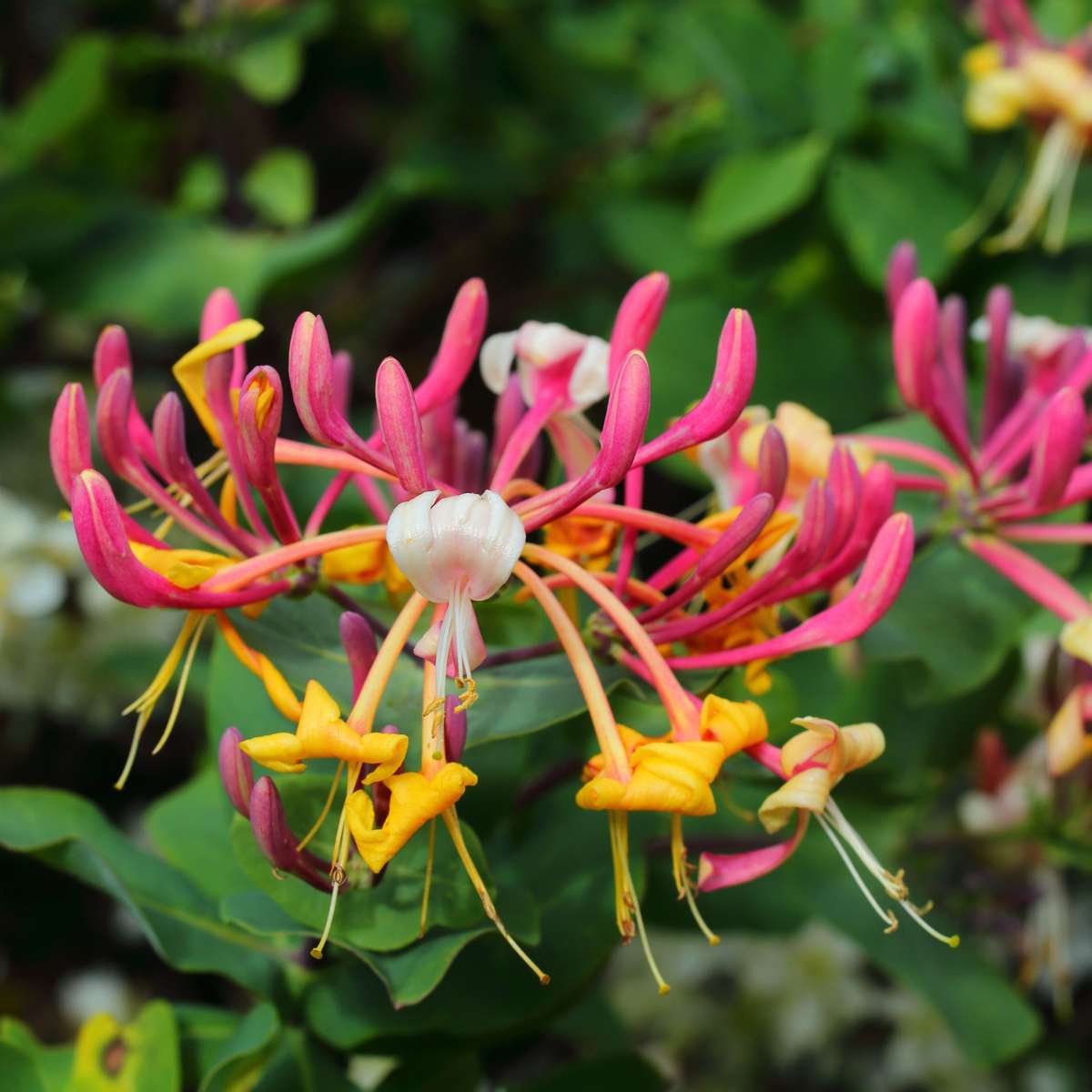 Lonicera x Heckrotti American Beauty - Set van 2