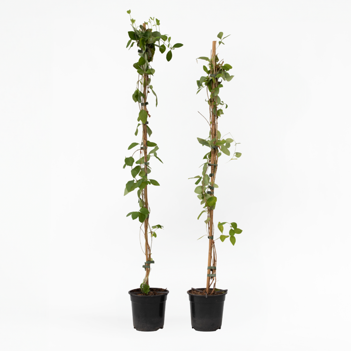 Lonicera x Heckrotti American Beauty - Set van 2