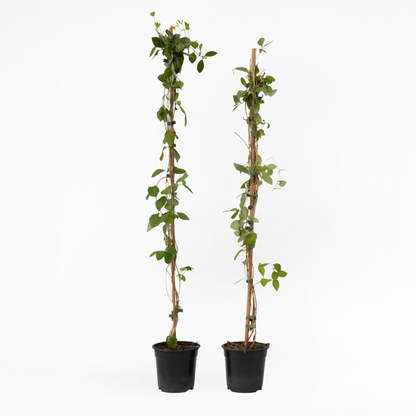 Lonicera x Heckrotti American Beauty - Set van 2