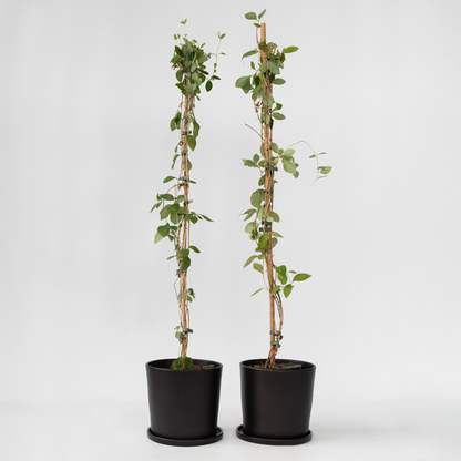 Lonicera x Heckrotti American Beauty - Set van 2