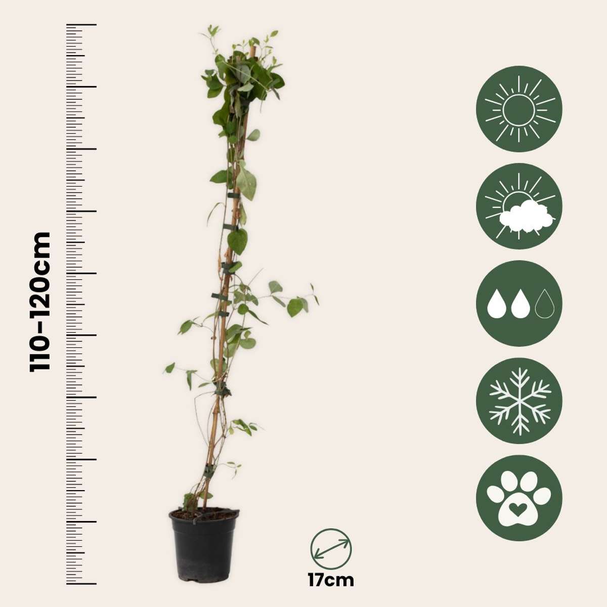 Lonicera x Heckrotti American Beauty - Set van 2