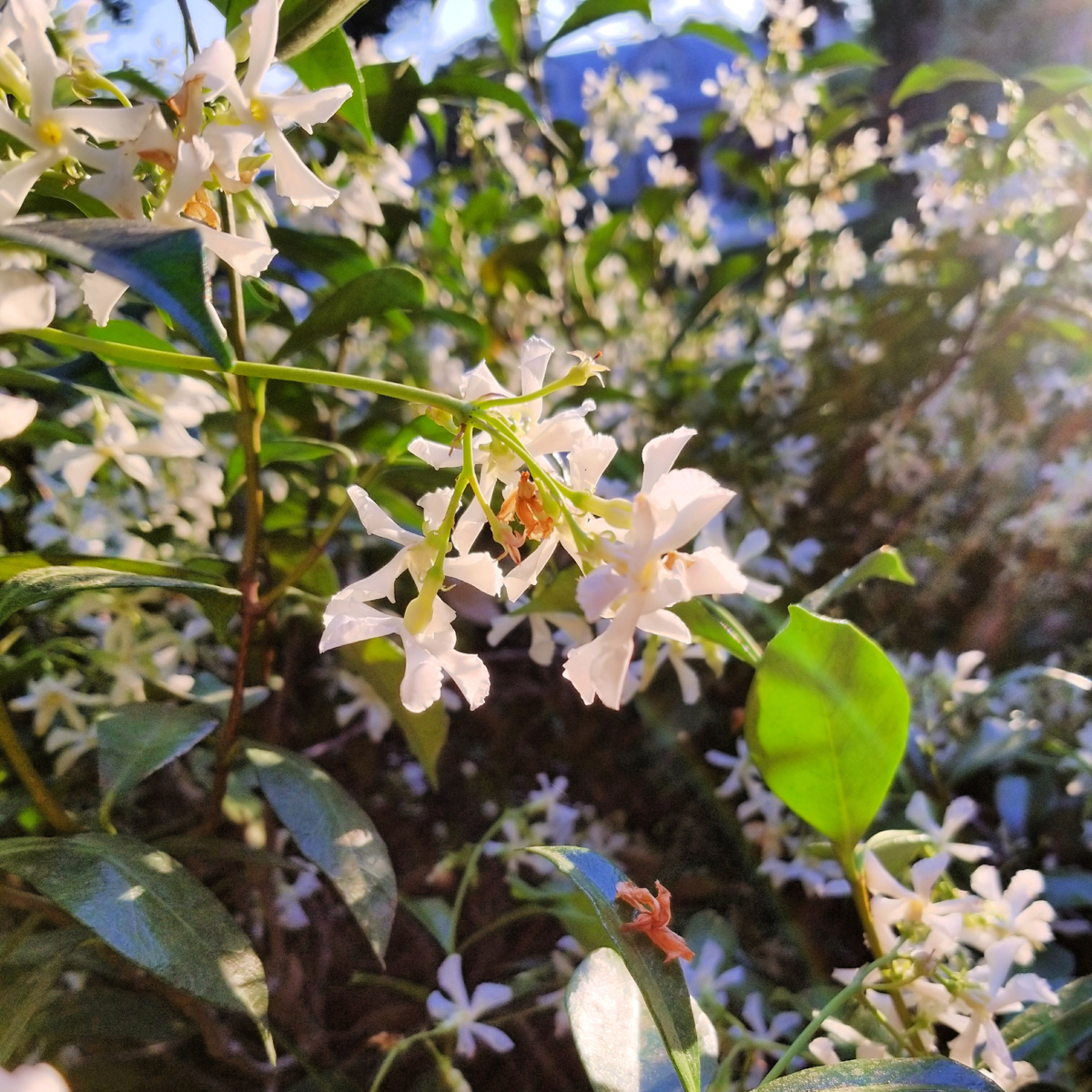 Trachelospermum 'Pink Showers' - Jasmijn