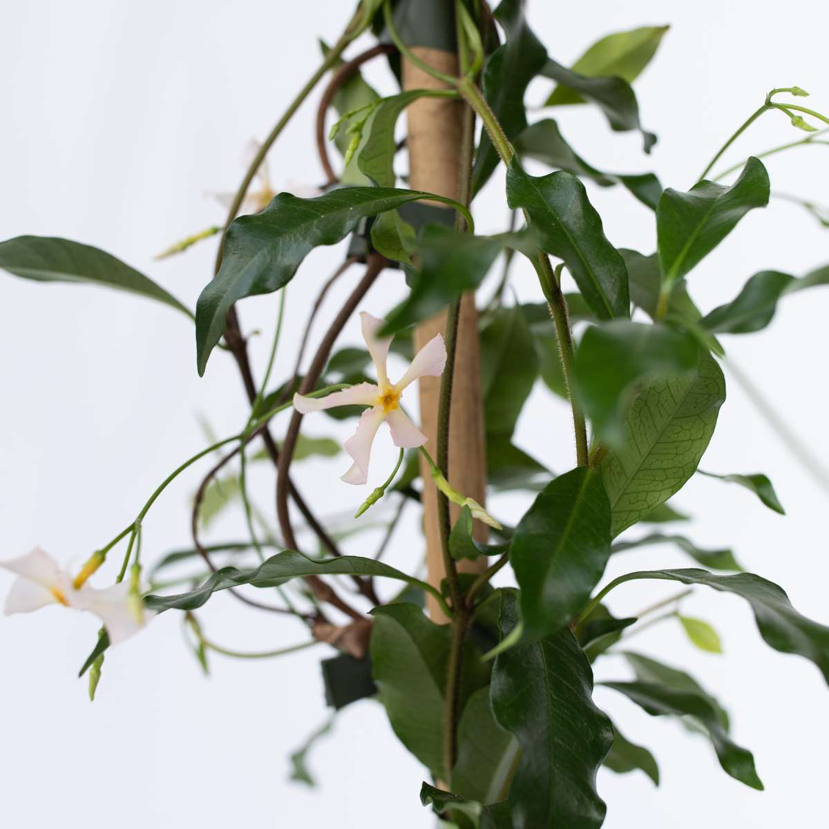 Trachelospermum 'Pink Showers' - Jasmijn