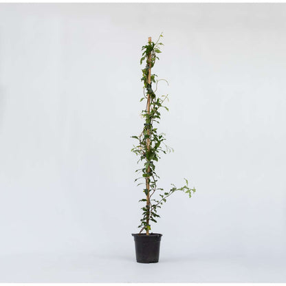 Trachelospermum 'Pink Showers' - Jasmijn