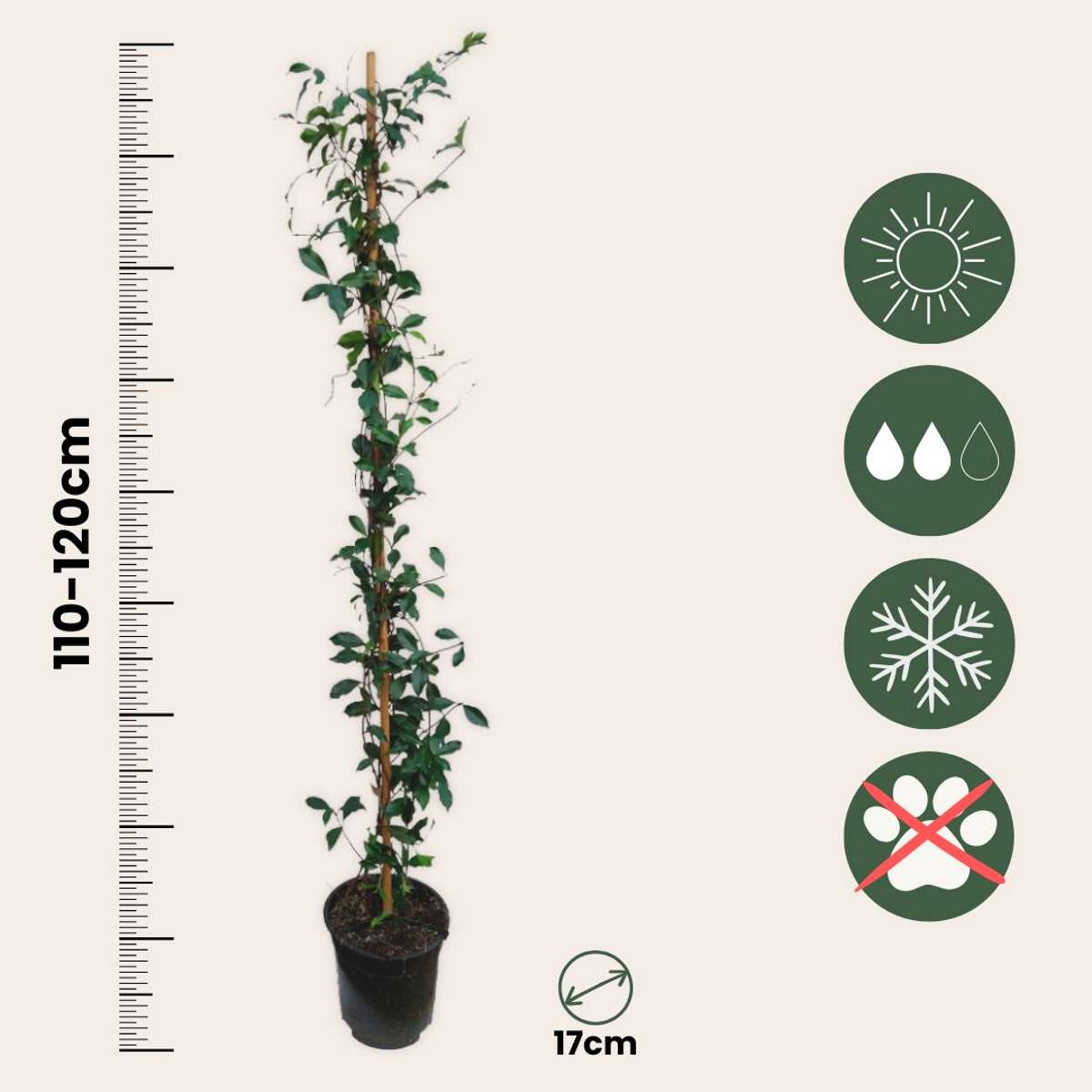 Trachelospermum 'Pink Showers' - Jasmijn