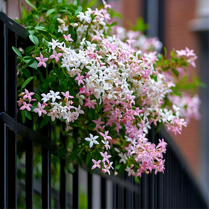 Trachelospermum 'Pink Showers' - Set van 2 - Jasmijn