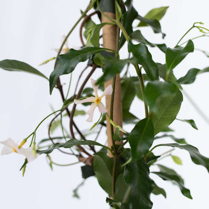 Trachelospermum 'Pink Showers' - Set van 2 - Jasmijn