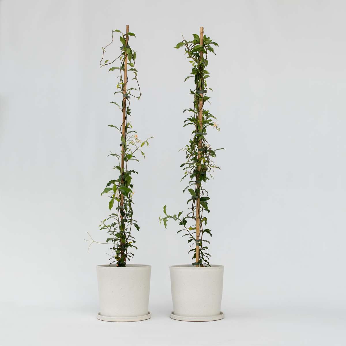 Trachelospermum 'Pink Showers' - Set van 2 - Jasmijn