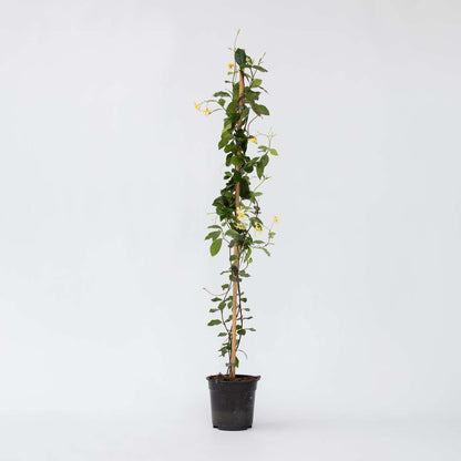 Trachelospermum jasminoides 'Ster van Toscane'