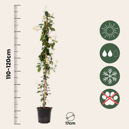 Trachelospermum jasminoides 'Ster van Toscane'