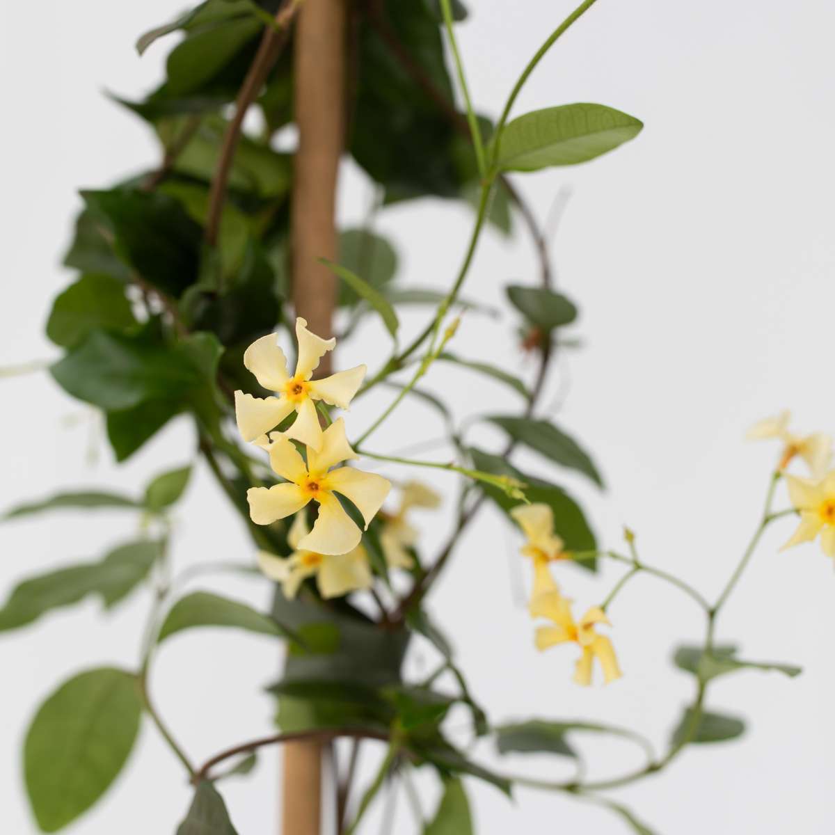 Jasminoides 'Ster van Toscane' - Set van 2 - Jasmijn