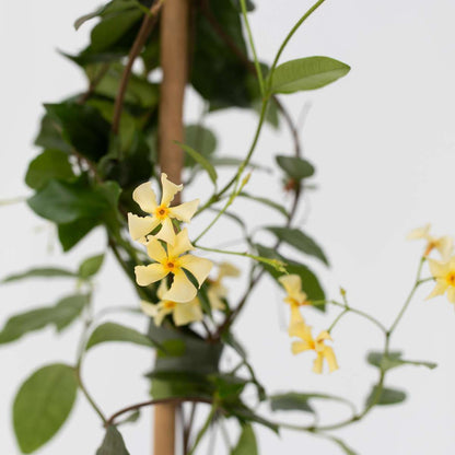 Jasminoides 'Ster van Toscane' - Set van 2 - Jasmijn