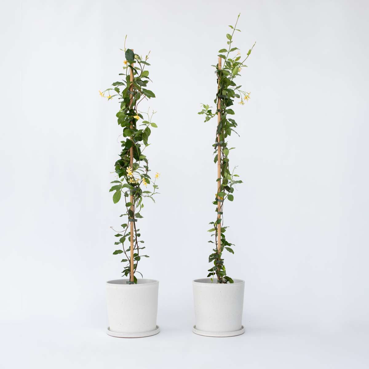 Jasminoides 'Ster van Toscane' - Set van 2 - Jasmijn