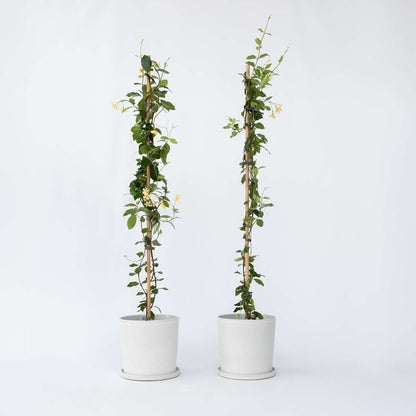 Jasminoides 'Ster van Toscane' - Set van 2 - Jasmijn