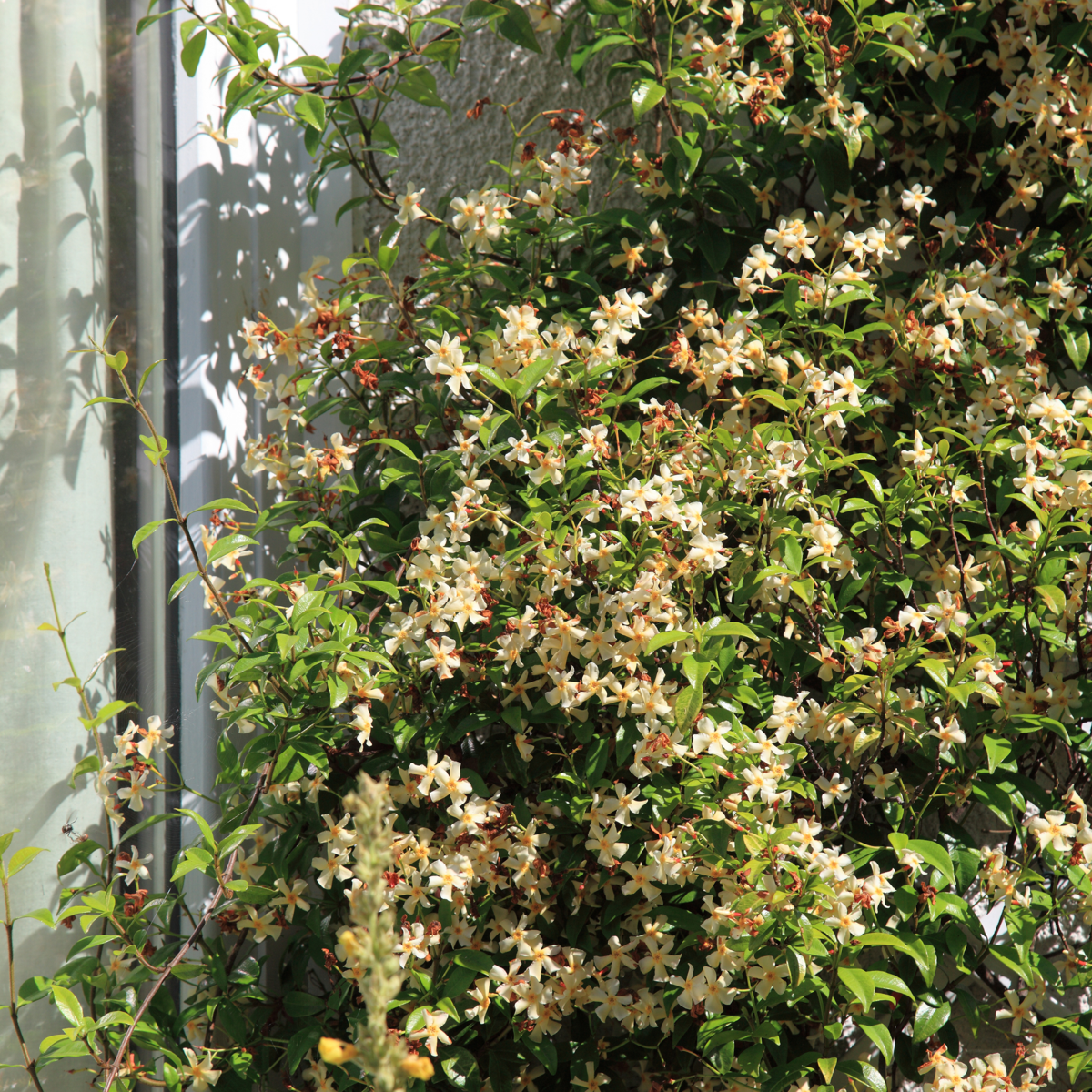 Jasminoides 'Ster van Toscane' - Set van 2 - Jasmijn