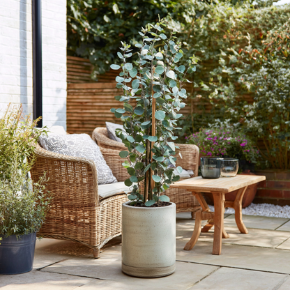 Eucalyptus 'Silver Dollar' - Eucalyptus