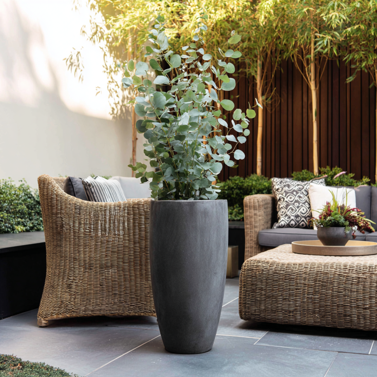 Eucalyptus 'Silver Dollar' - Eucalyptus