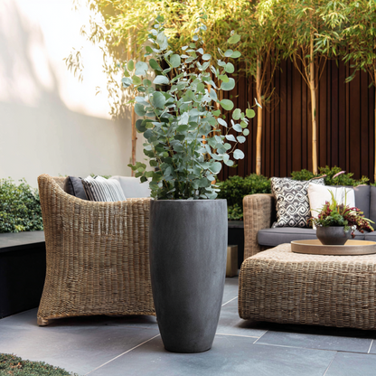 Eucalyptus 'Silver Dollar' - Eucalyptus