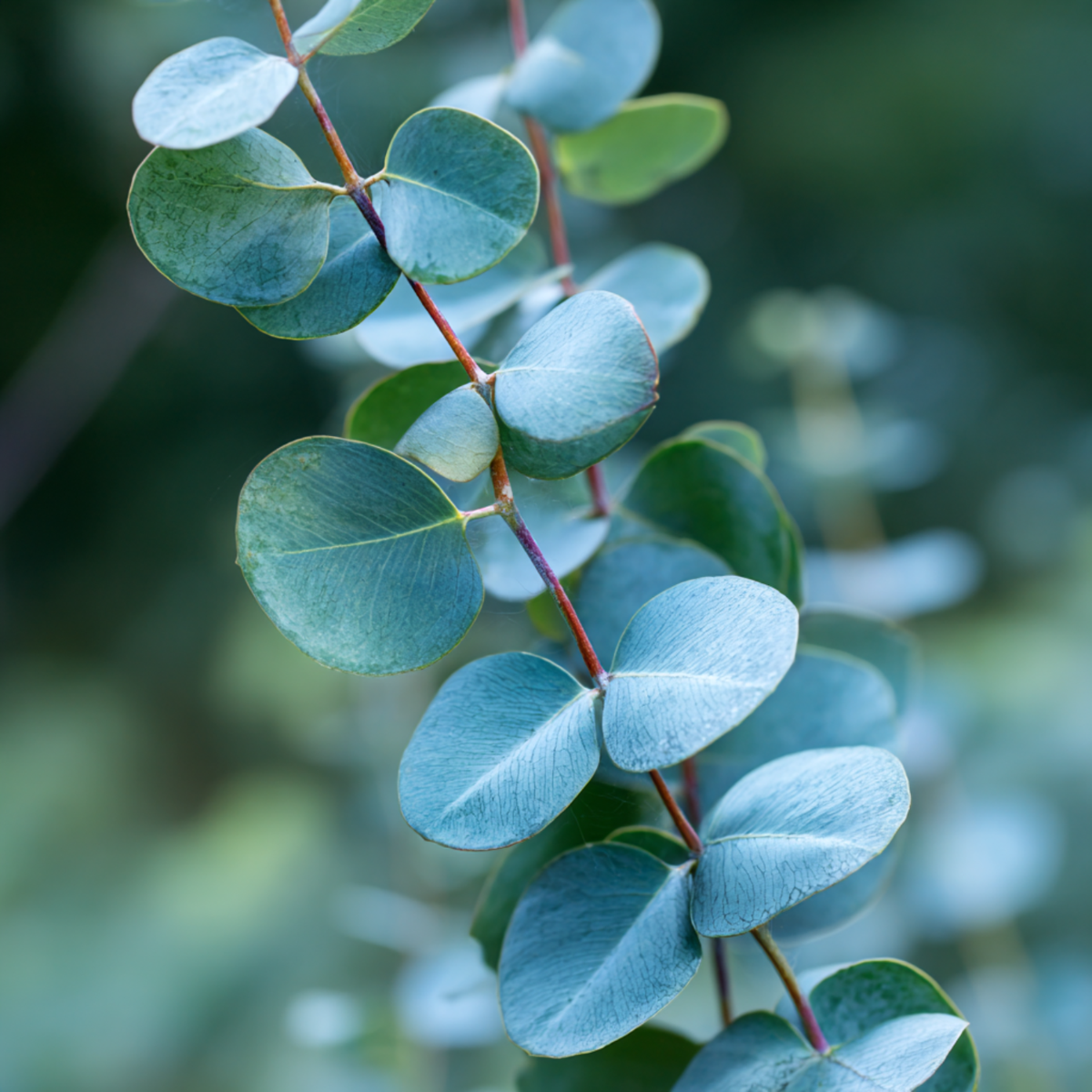 Eucalyptus 'Silver Dollar' - Eucalyptus