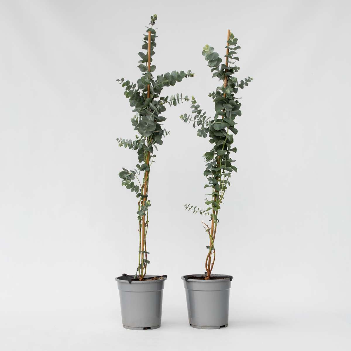 Eucalyptus Silver Dollar - Set van 2 - Eucalyptus