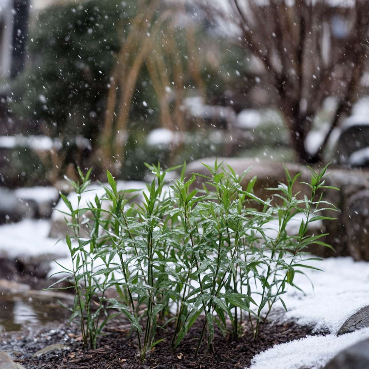 Fargesia Rufa - Set van 3 - Bamboe