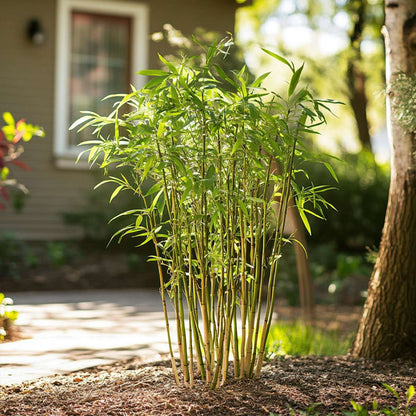 Fargesia Rufa - Set van 3 - Bamboe