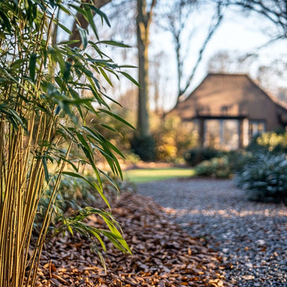 Fargesia Rufa - Set van 6 - Bamboe