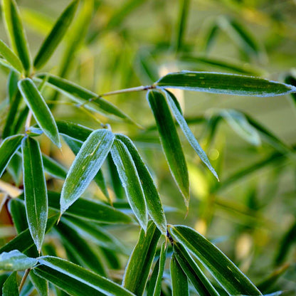 Fargesia Rufa - Set van 6 - Bamboe