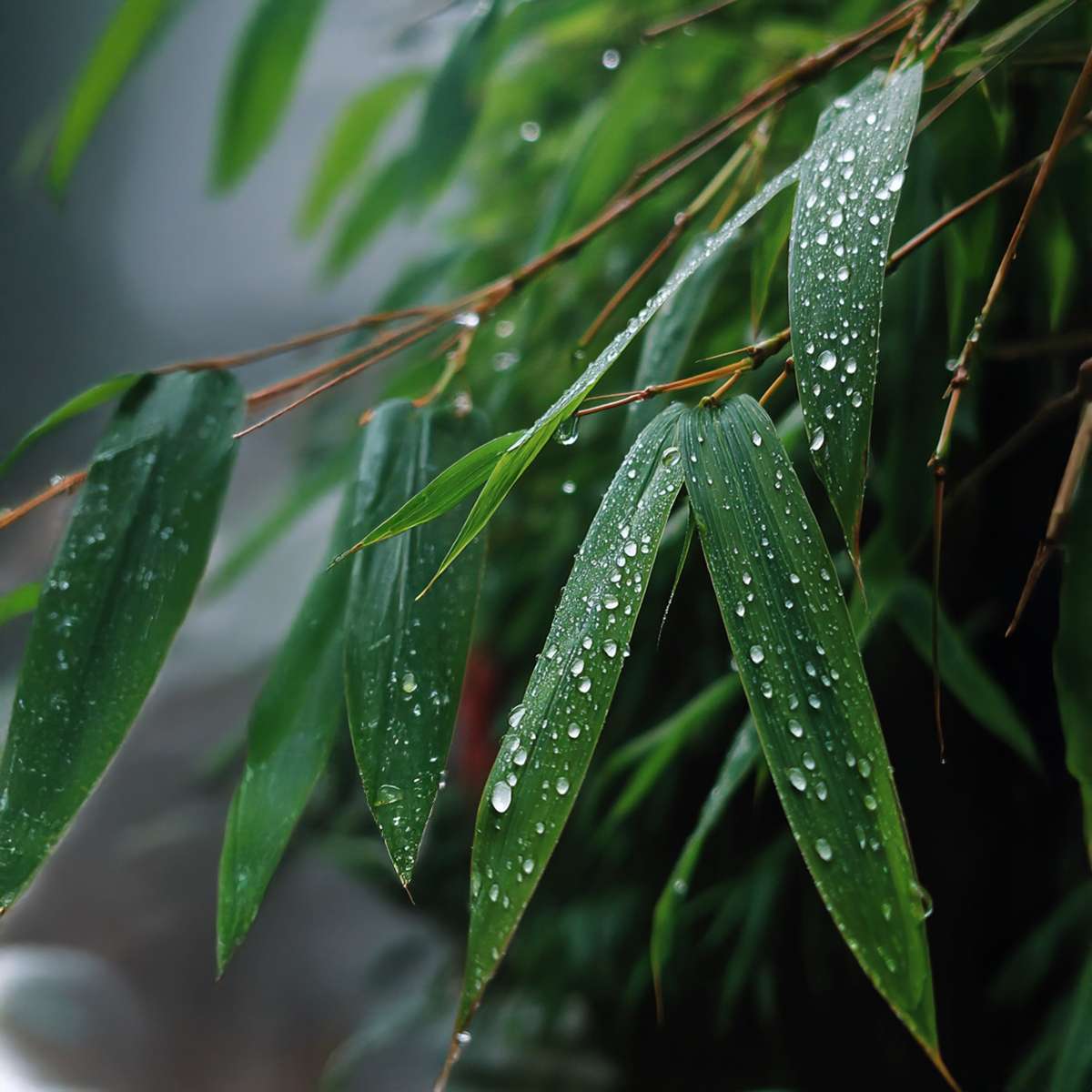 Fargesia Rufa - Set van 6 - Bamboe