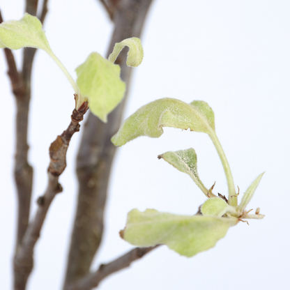 Malus domestica - Appelboom - Malus Elstar