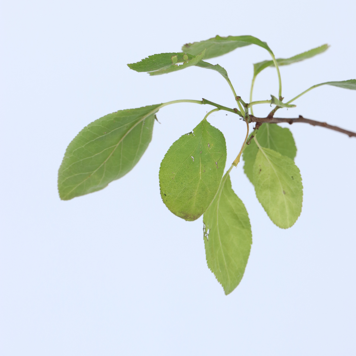 Prunus domestica 'Opal' - Pruimenboom