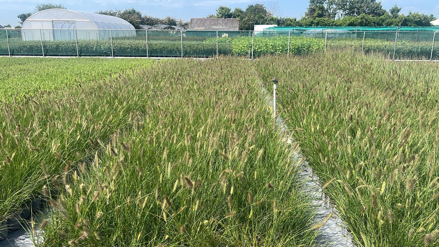 Pennisetum alopecuroides 'Hameln' - Lampenpoetsersgras