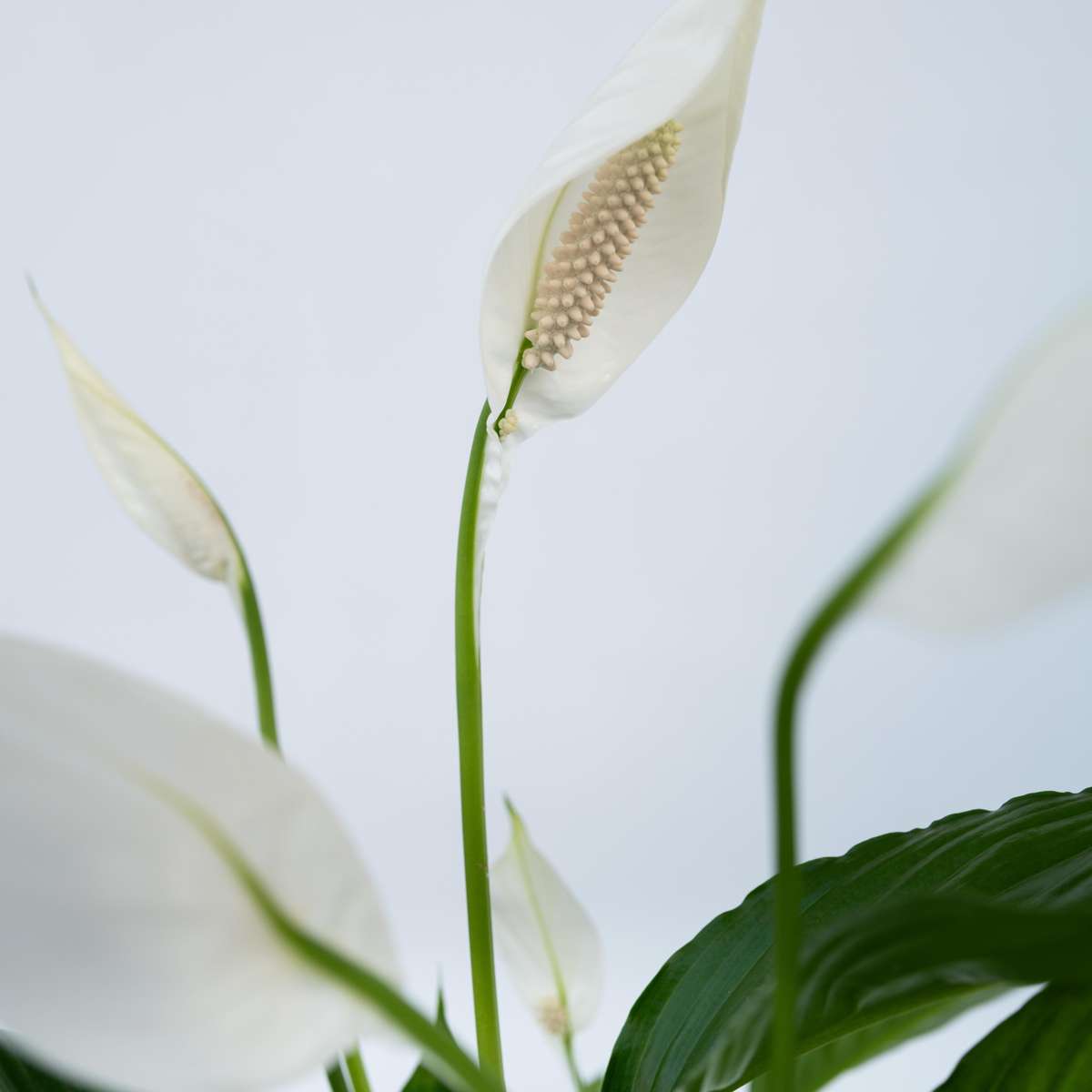 Spathiphyllum 'Lima'