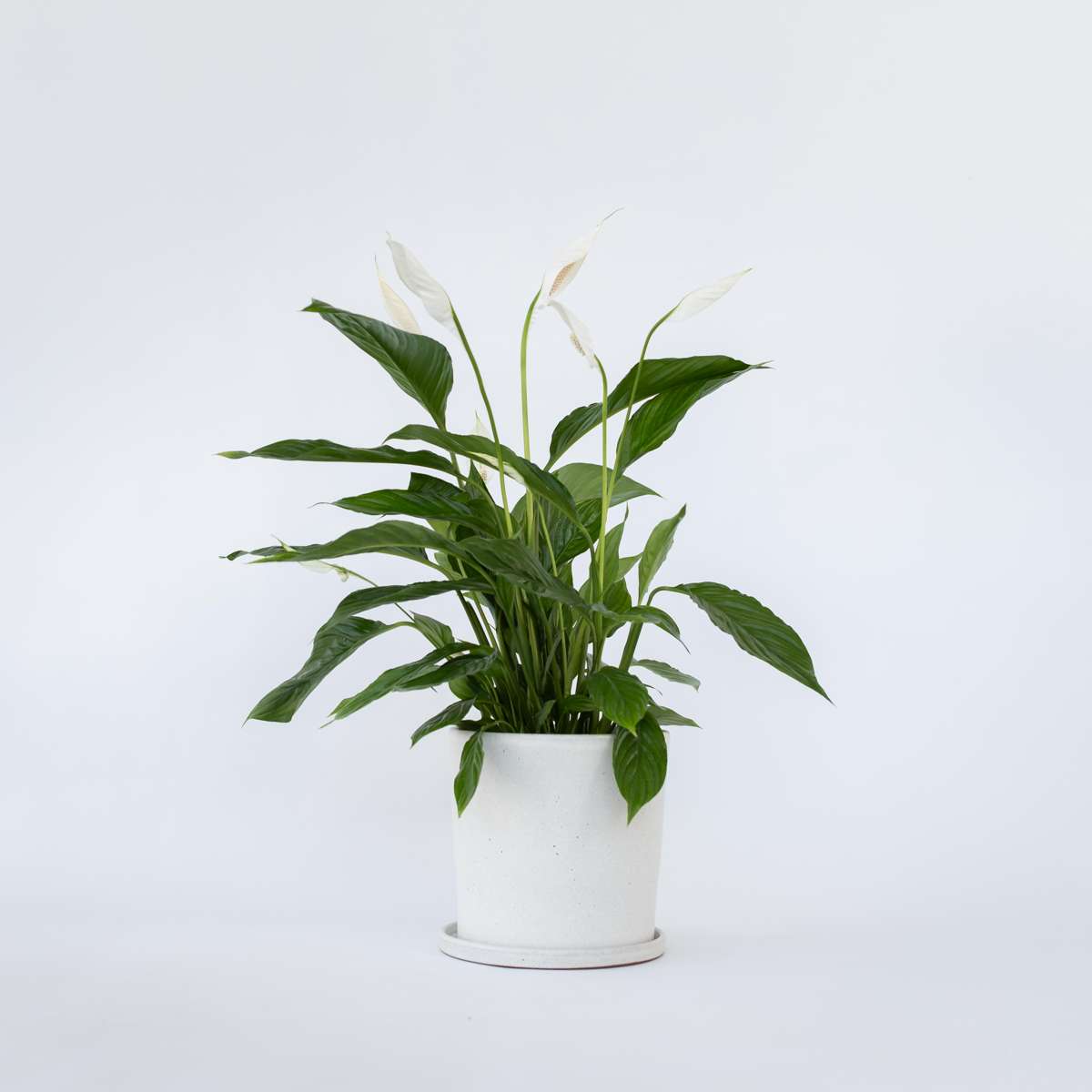 Spathiphyllum 'Lima'