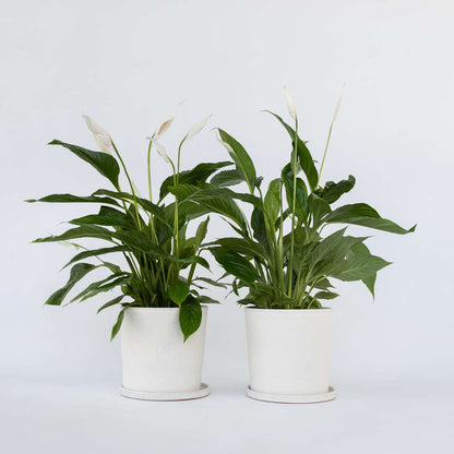 Spathiphyllum 'Lima' - Set van 2