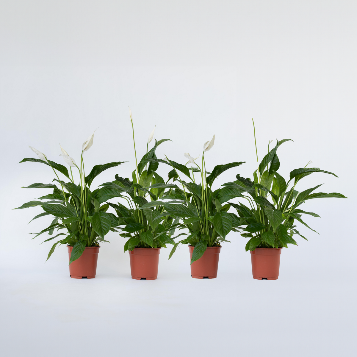 Spathiphyllum 'Lima' - Set van 4