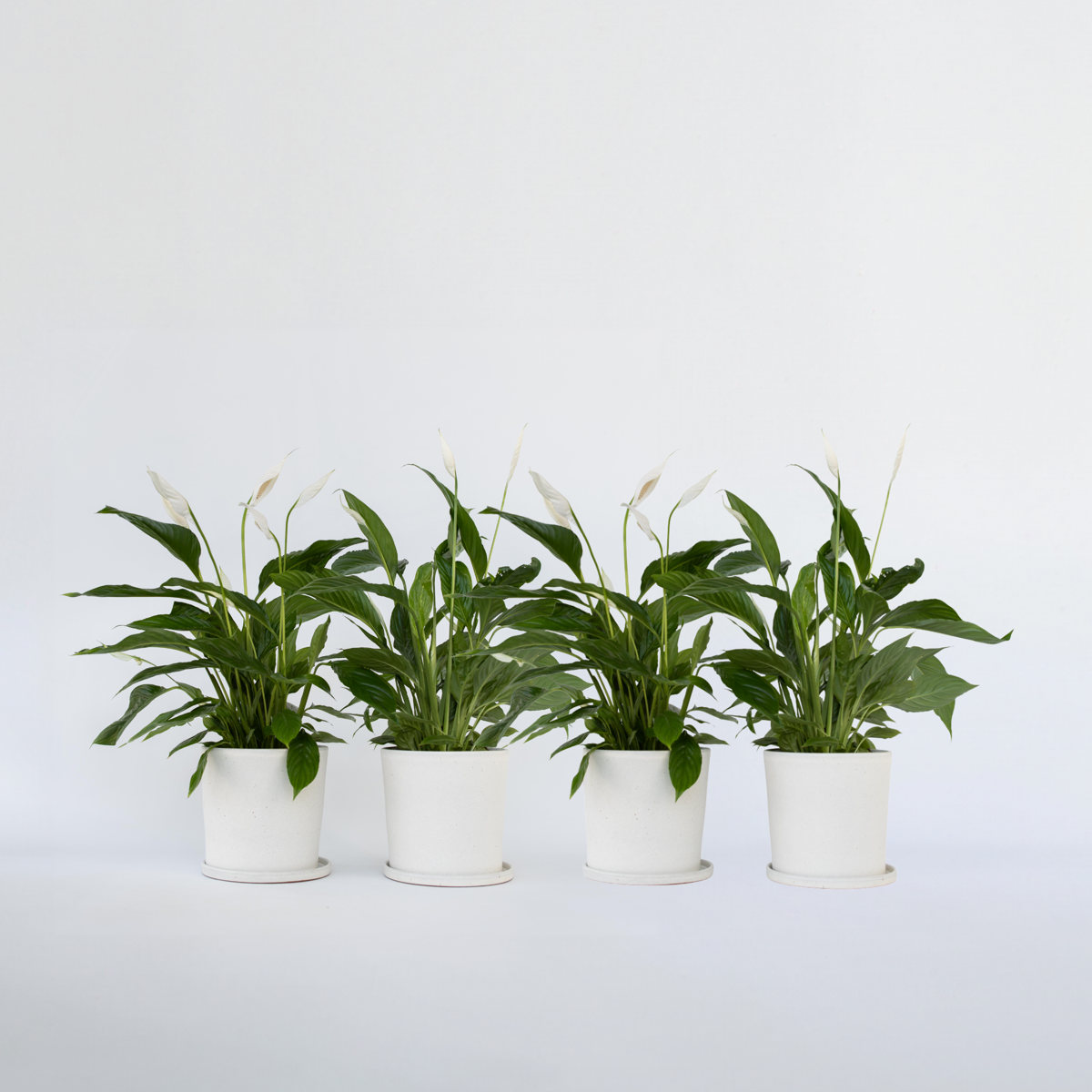 Spathiphyllum 'Lima' - Set van 4