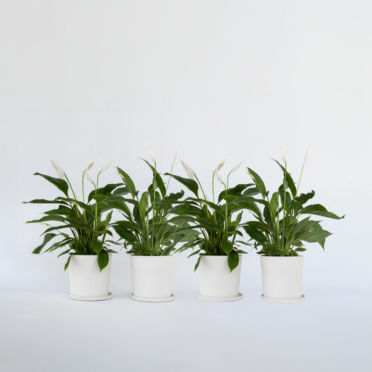 Spathiphyllum 'Lima' - Set van 4