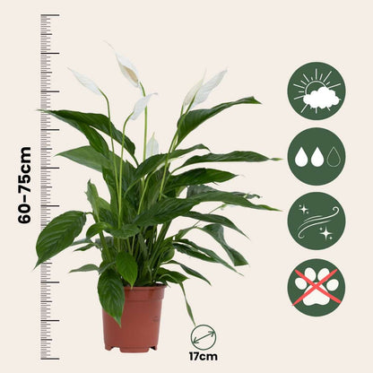 Spathiphyllum 'Lima' - Set van 4