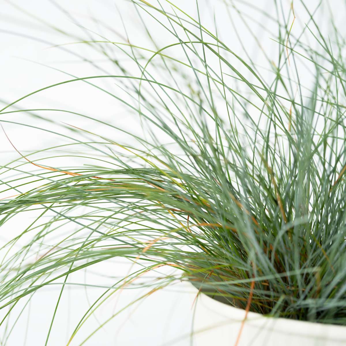Festuca glauca 'Elijah Blue' - Set van 3 - Siergras