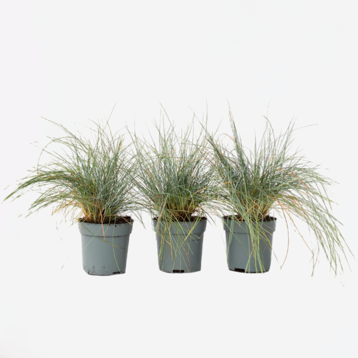 Festuca glauca 'Elijah Blue' - Set van 3 - Siergras