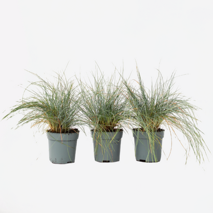 Festuca glauca 'Elijah Blue' - Set van 3 - Siergras