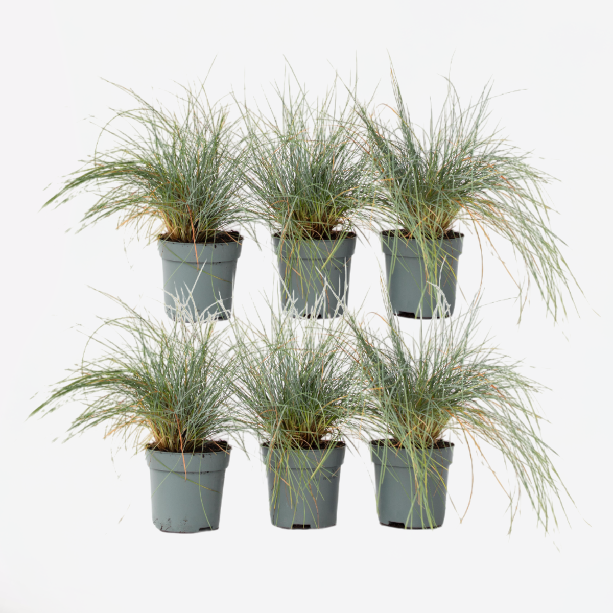 Festuca glauca 'Elijah Blue' - Set van 6 - Siergras