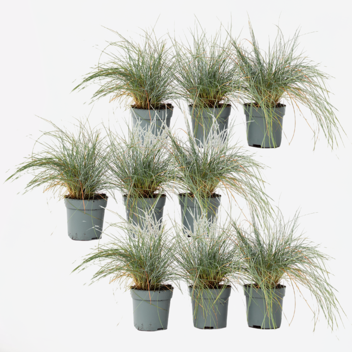 Festuca glauca 'Elijah Blue' - Set van 9 - Siergras