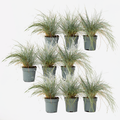 Festuca glauca 'Elijah Blue' - Set van 9 - Siergras