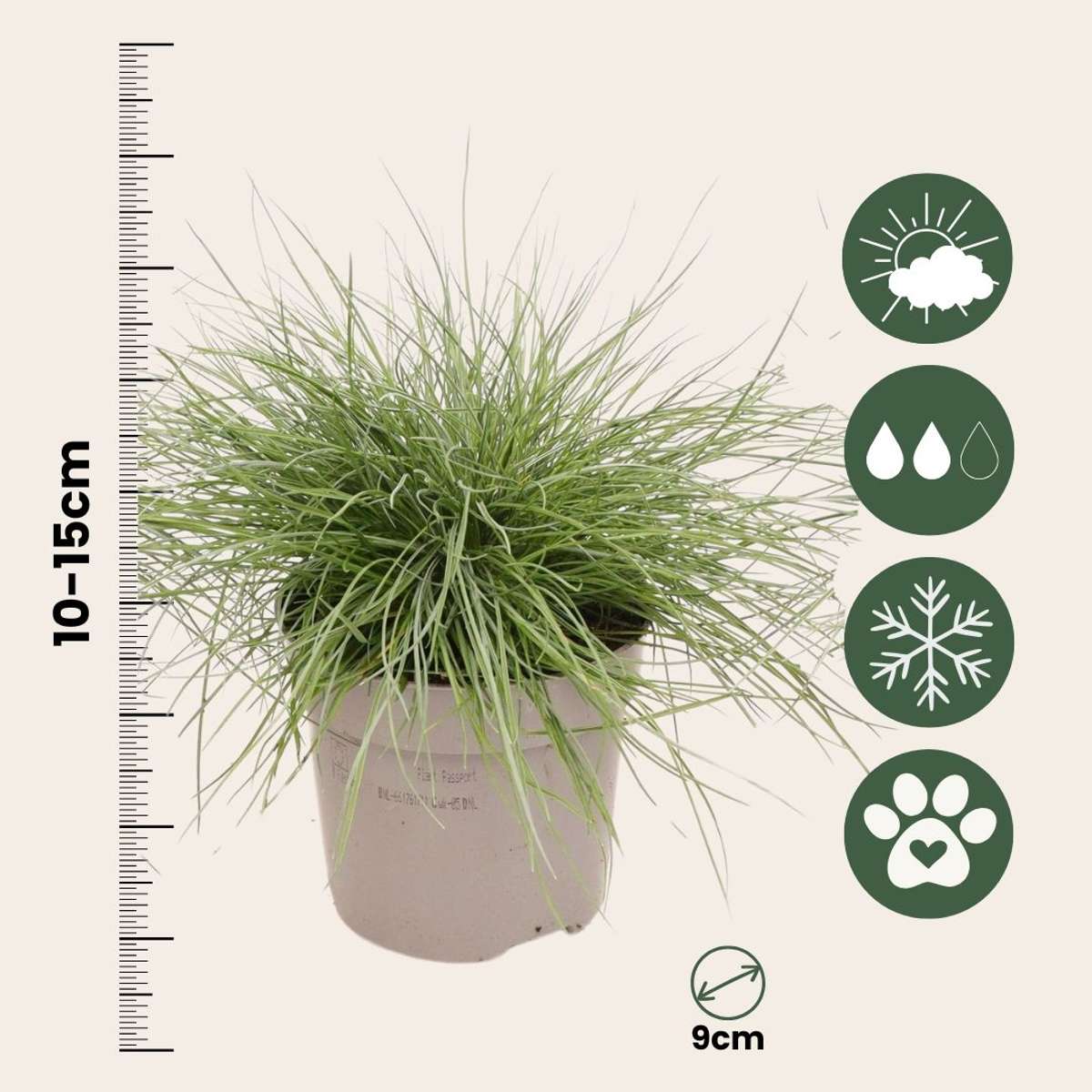 Festuca glauca 'Elijah Blue' - Set van 9 - Siergras