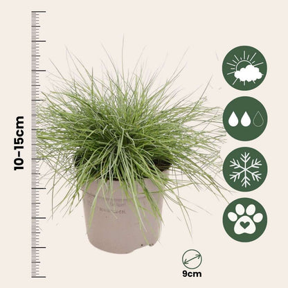 Festuca glauca 'Elijah Blue' - Set van 9 - Siergras
