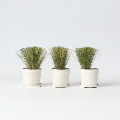 Stipa tenuifolia 'Pony Tails' - Set van 3 - Siergras