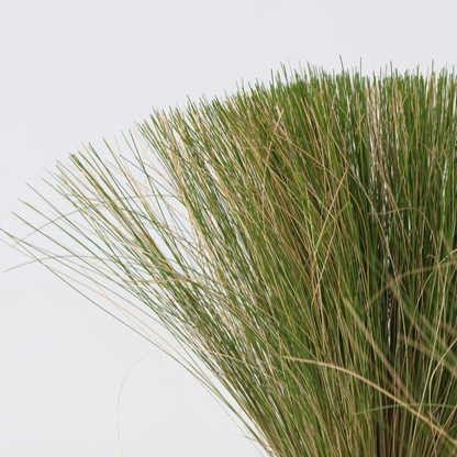 Stipa tenuifolia 'Pony Tails' - Set van 6 - Siergras