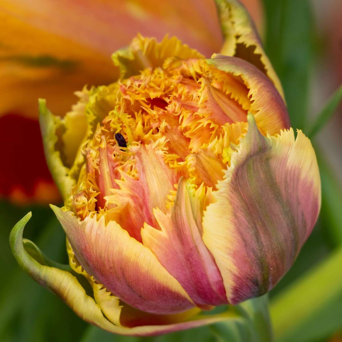 Tulipa 'Brisbane' - Tulpenbollen - Set van 15 - Roze